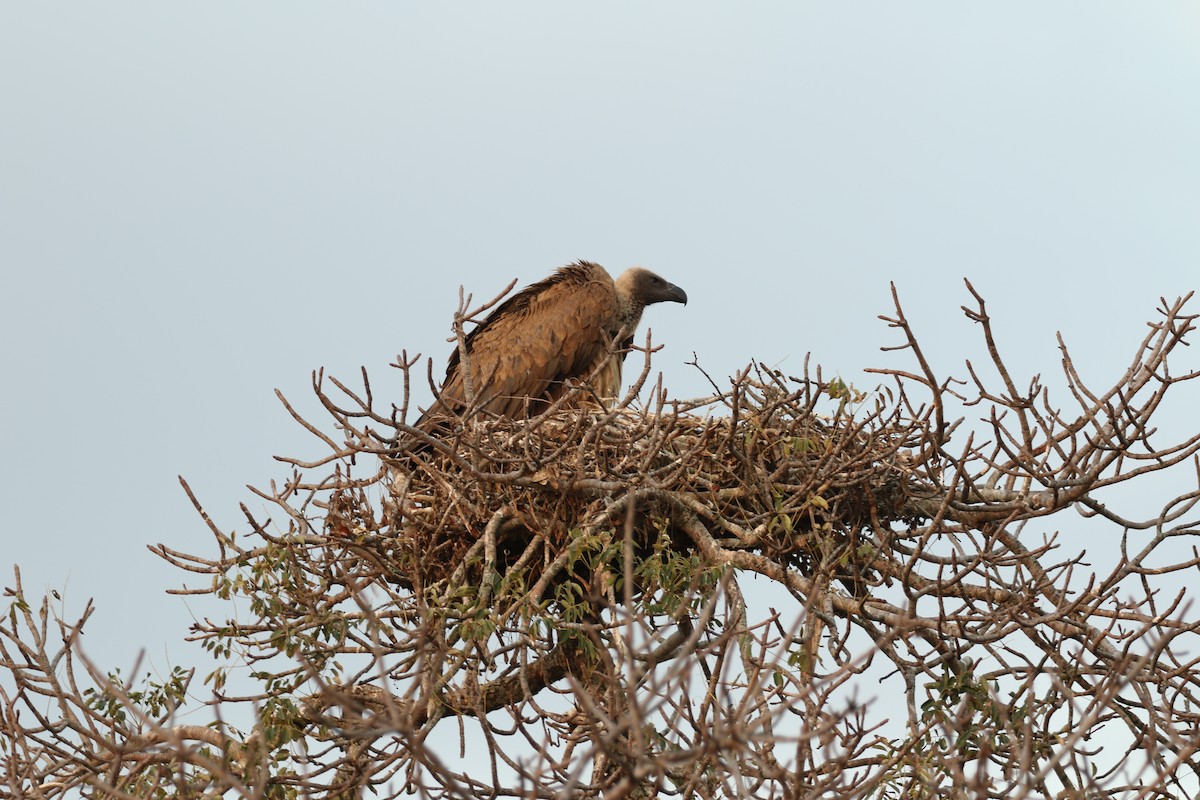 White-backed Vulture - ML69914721