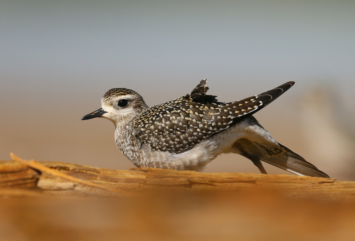 American Golden-Plover - ML69914851