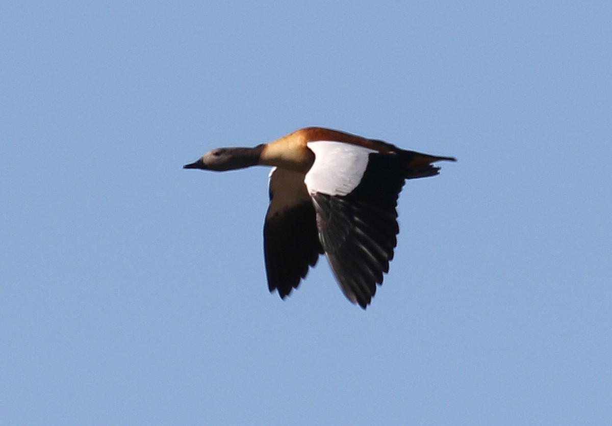 South African Shelduck - ML69916441