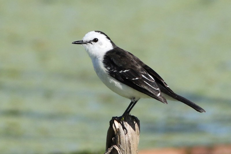 Black-backed Water-Tyrant - ML69916561