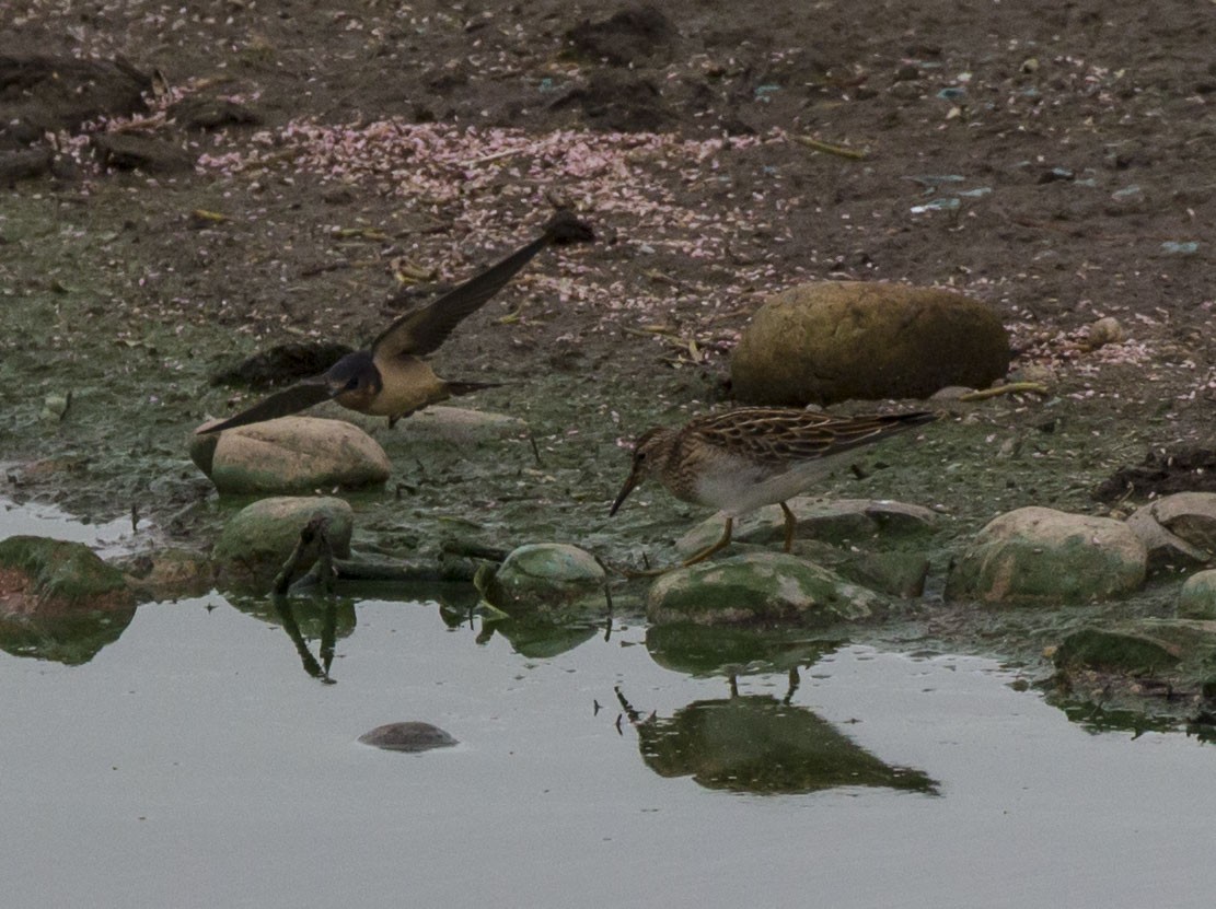 Pectoral Sandpiper - Mike Austin