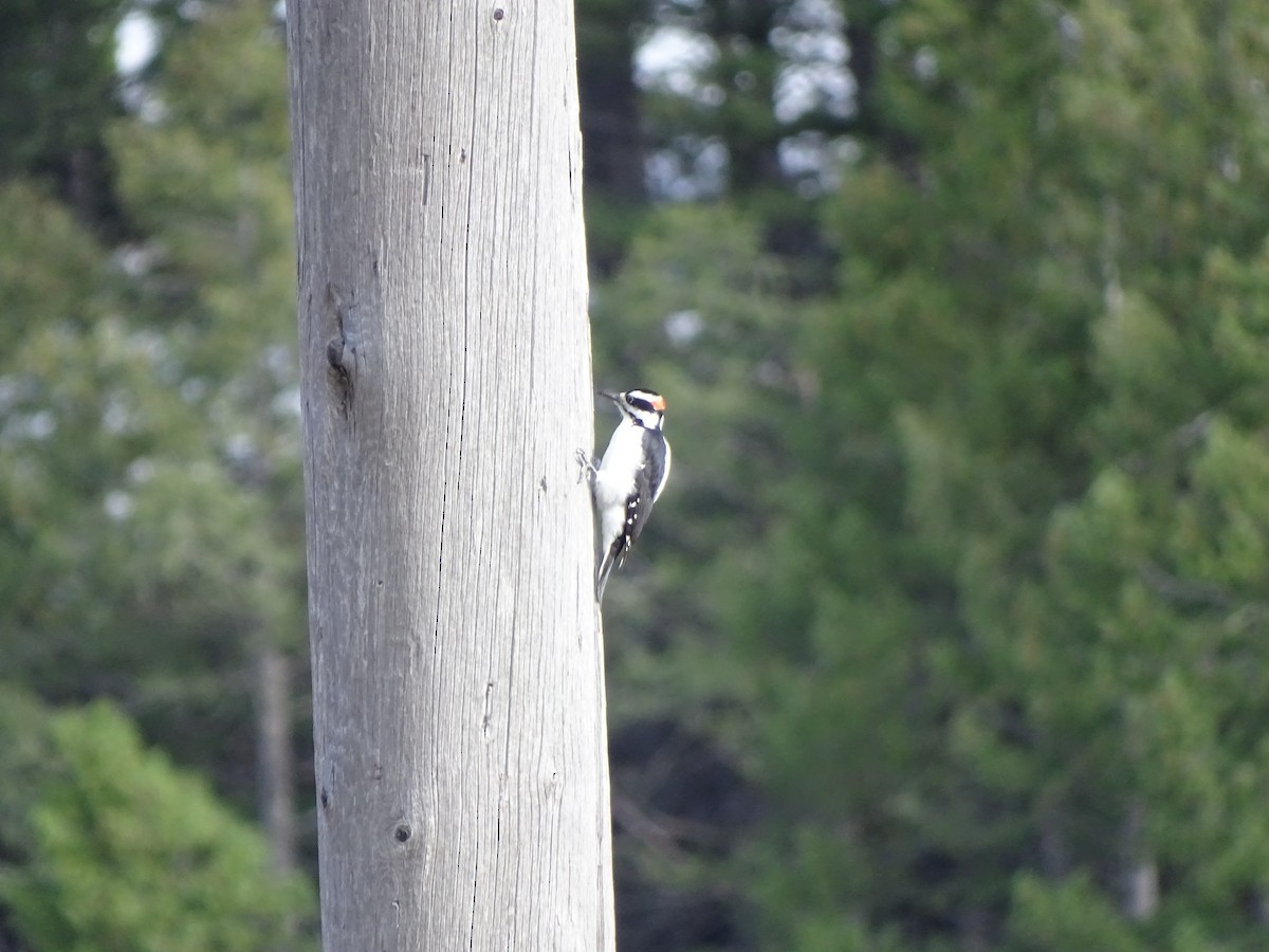 Downy Woodpecker - ML69917751