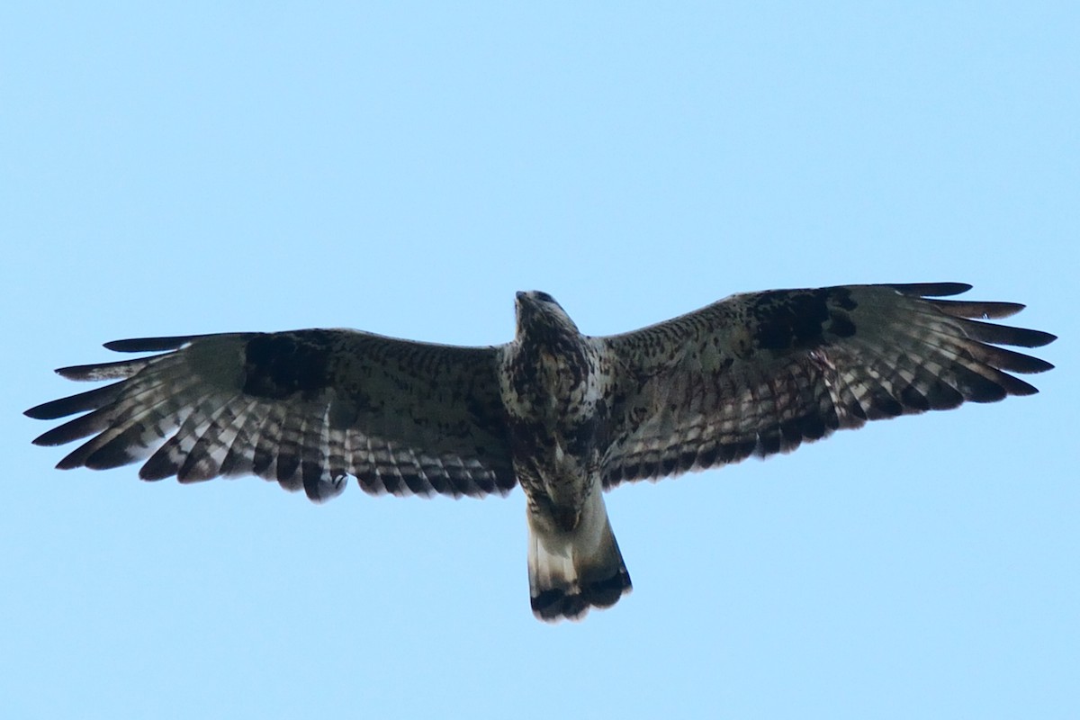 Rough-legged Hawk - ML69919311