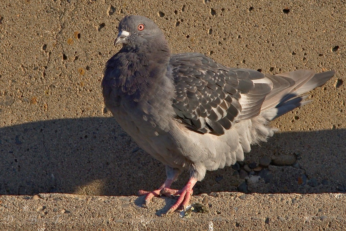 Rock Pigeon (Feral Pigeon) - ML69919371