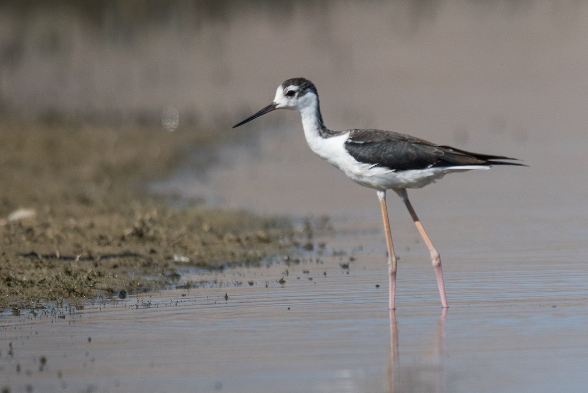 Black-necked Stilt - ML69919381
