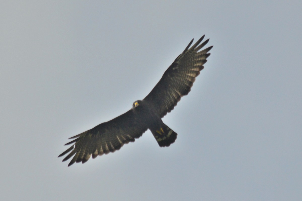 Rußbussard - ML69919551