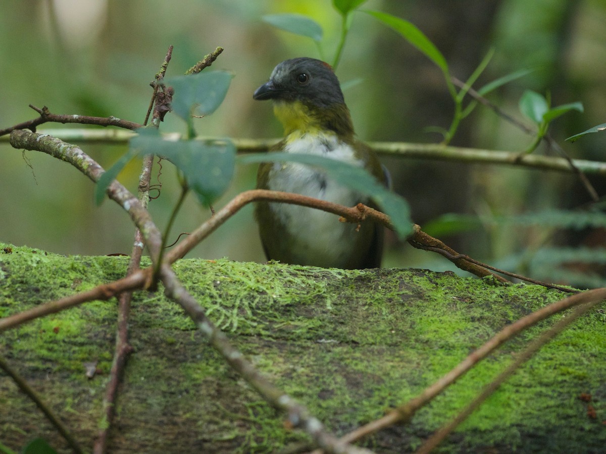 Rufous-naped Bellbird - ML69919571