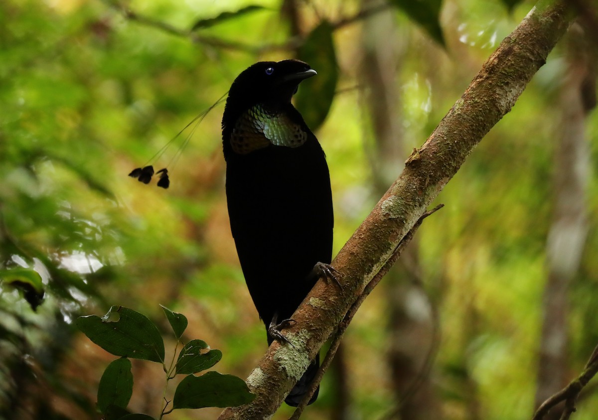 Strahlenparadiesvogel - ML69919581