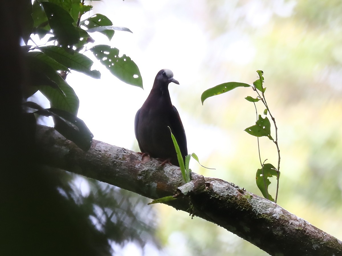 New Guinea Bronzewing - ML69919811