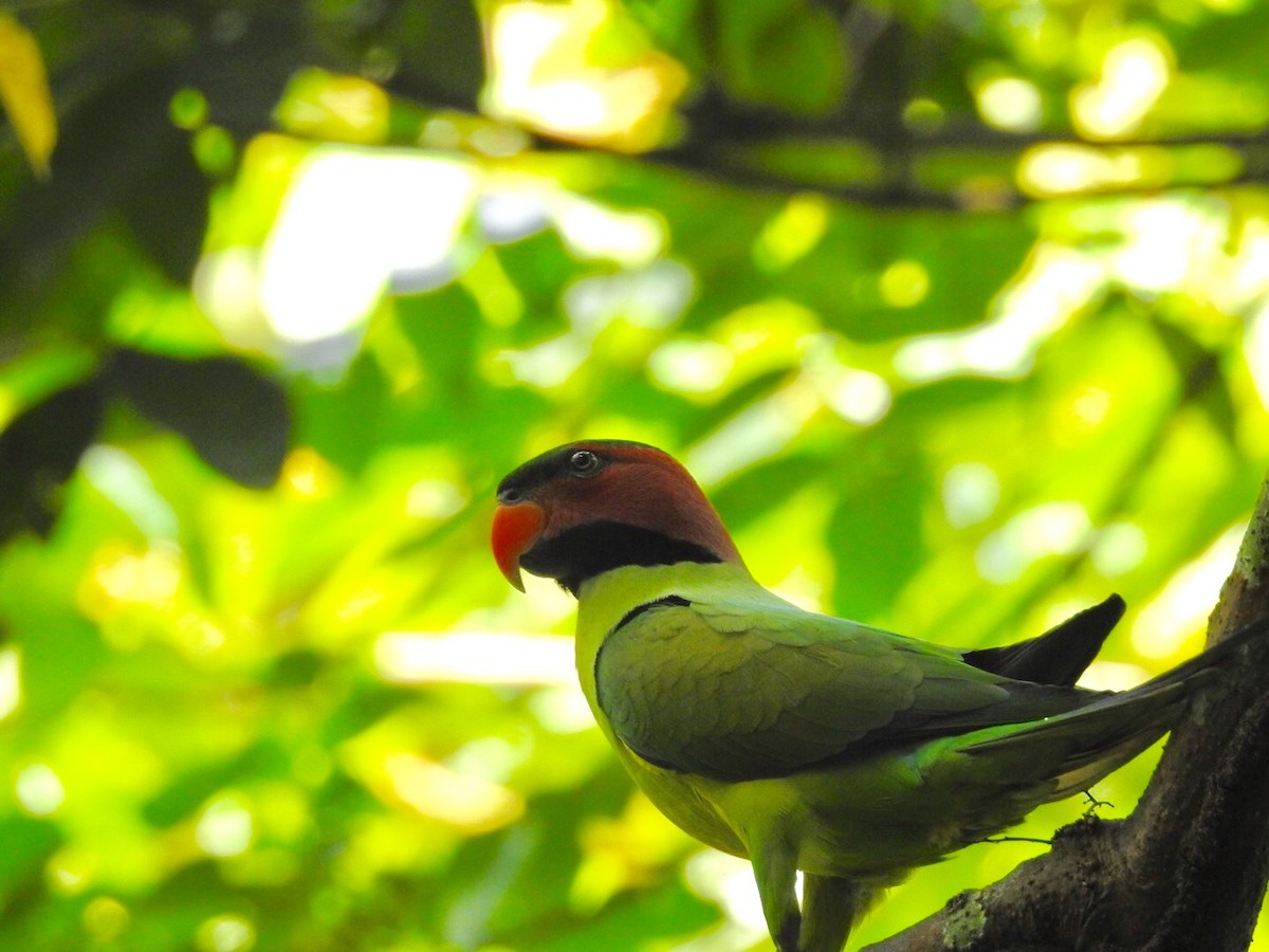 Long-tailed Parakeet - ML69919871