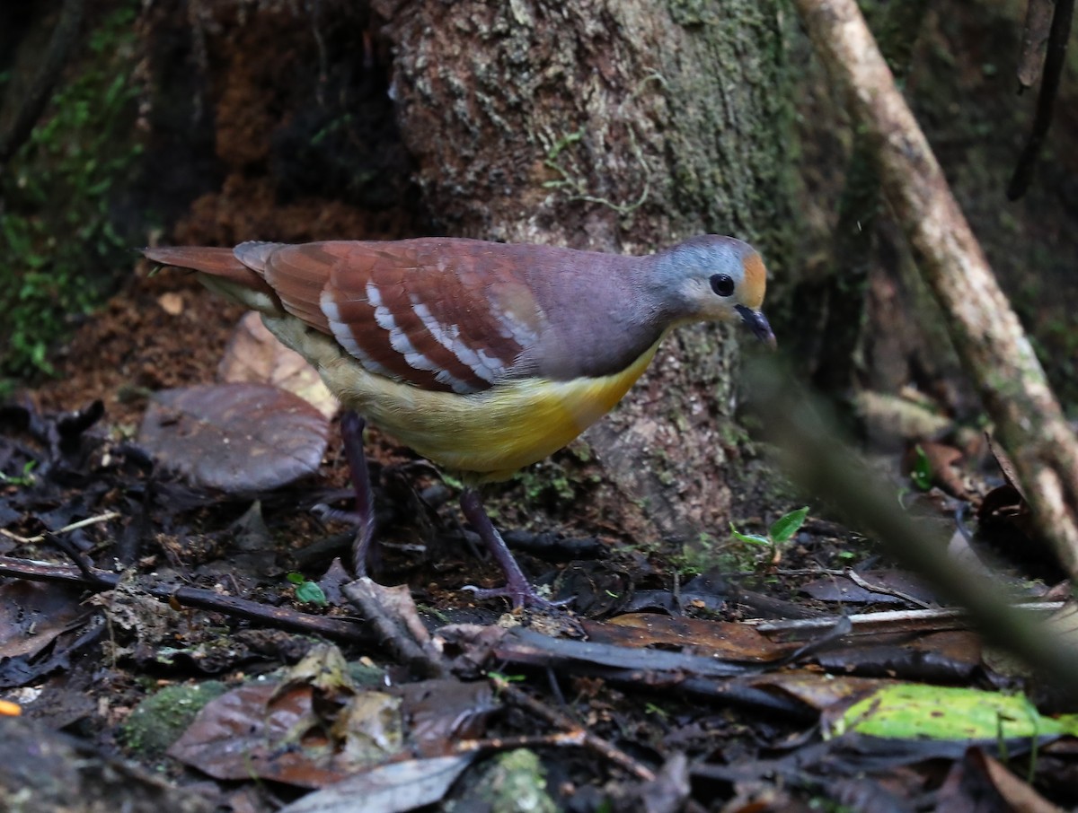 Cinnamon Ground Dove - ML69919901