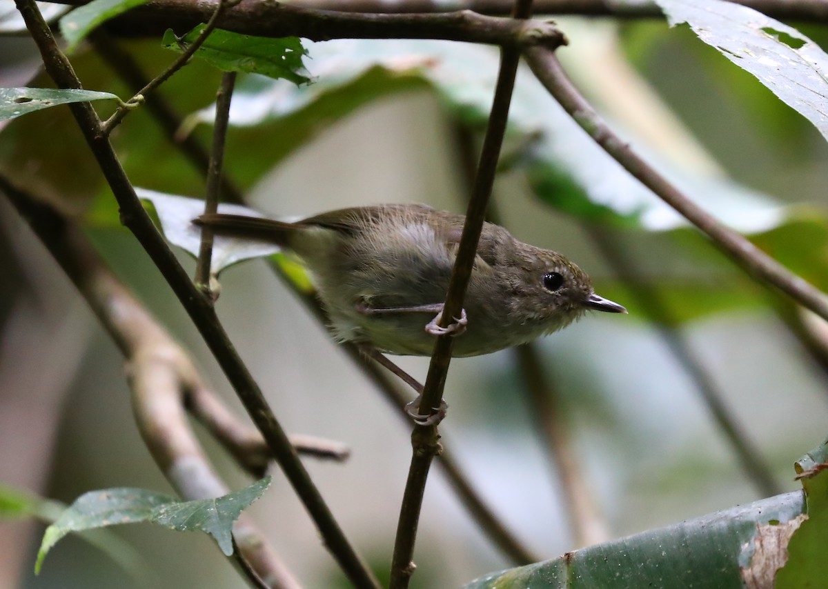 Gray-green Scrubwren - ML69919981