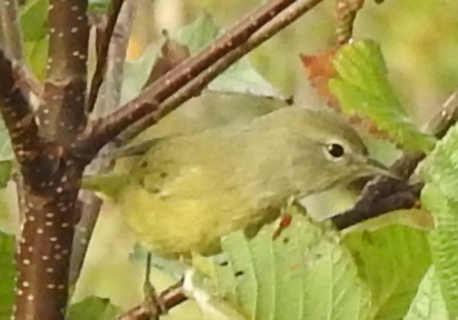 Orange-crowned Warbler - Diane LeBlanc