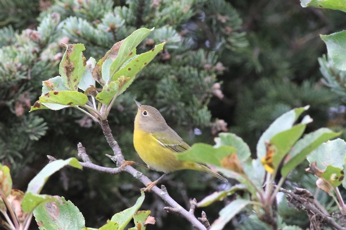 Nashville Warbler - ML69920481