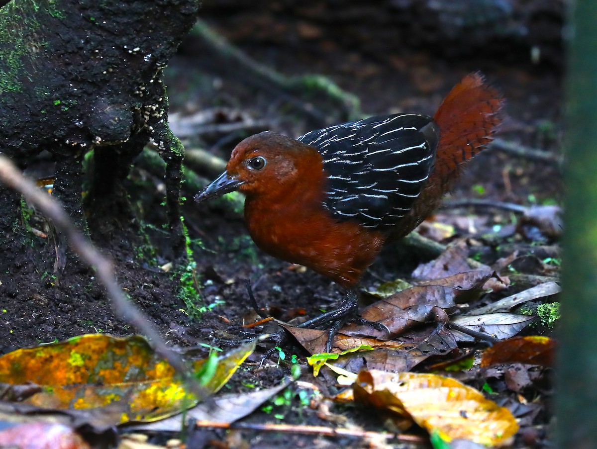White-striped Forest Rail - Anonymous