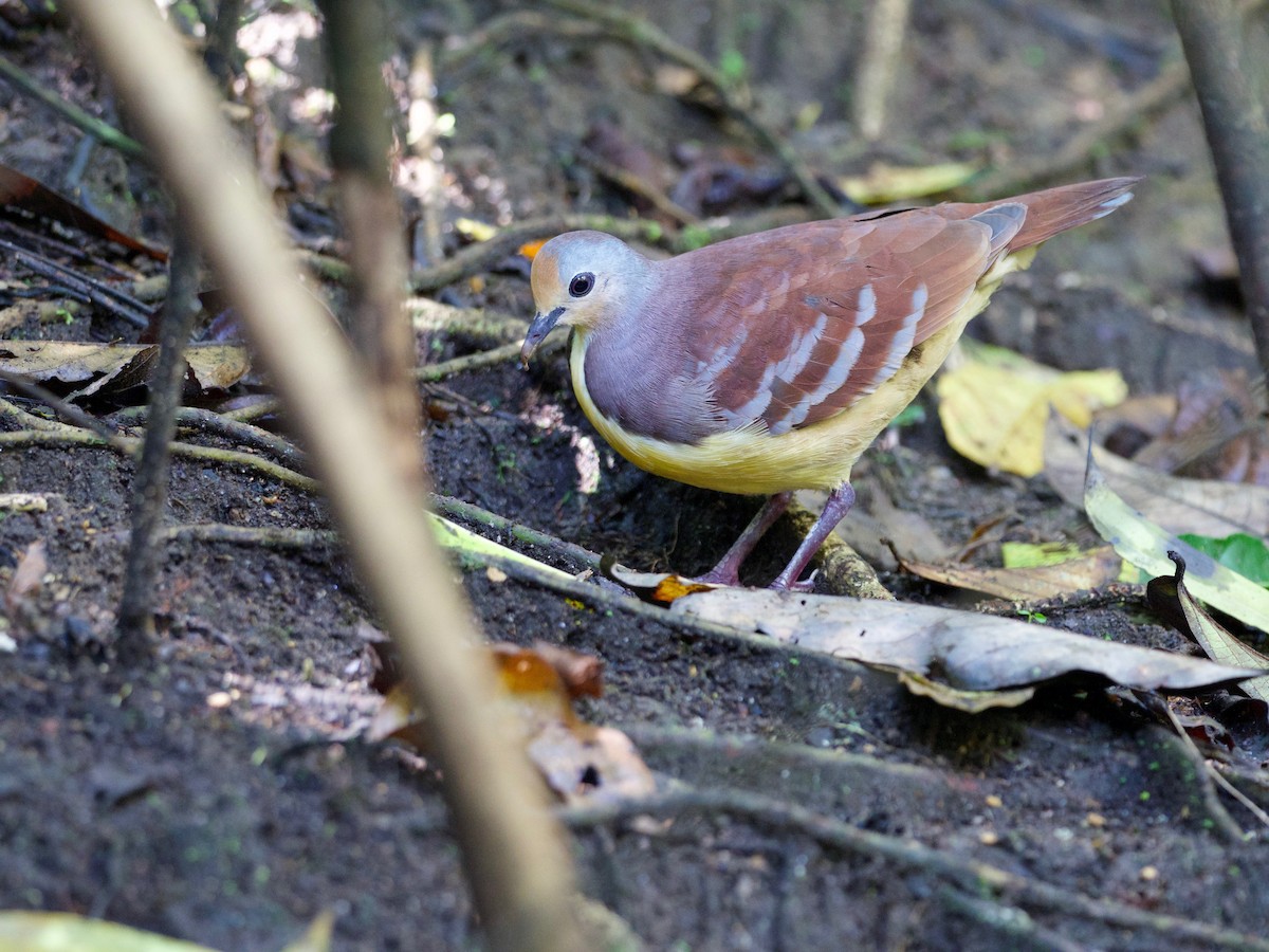 Cinnamon Ground Dove - ML69920791