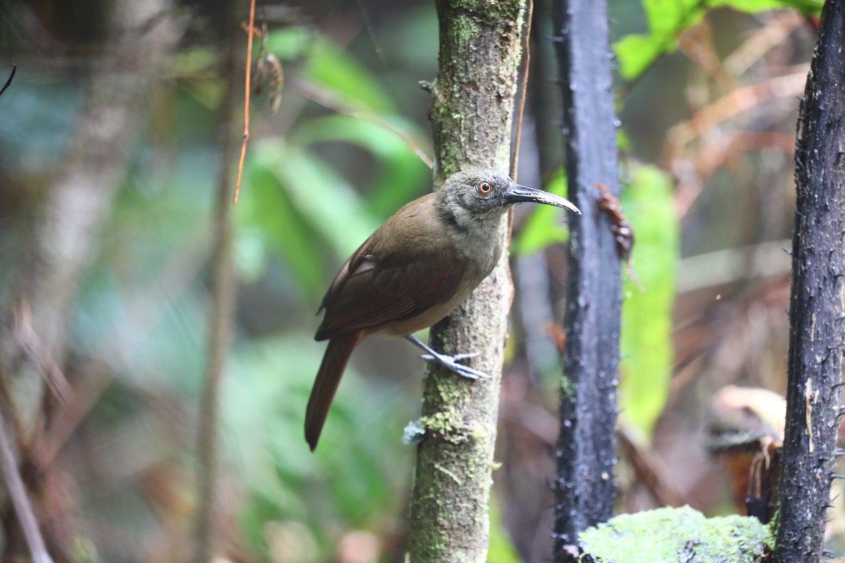 Long-billed Honeyeater - Anonymous