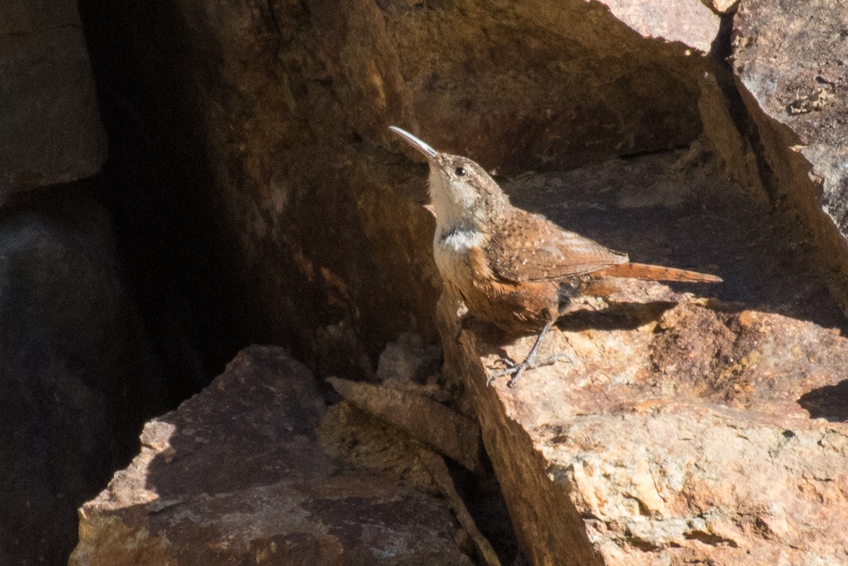 Canyon Wren - ML69920971