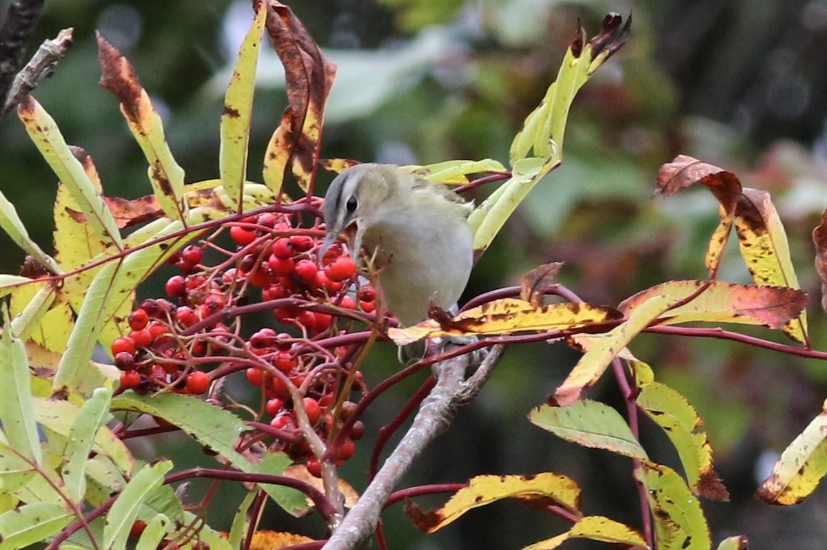 Red-eyed Vireo - ML69921091