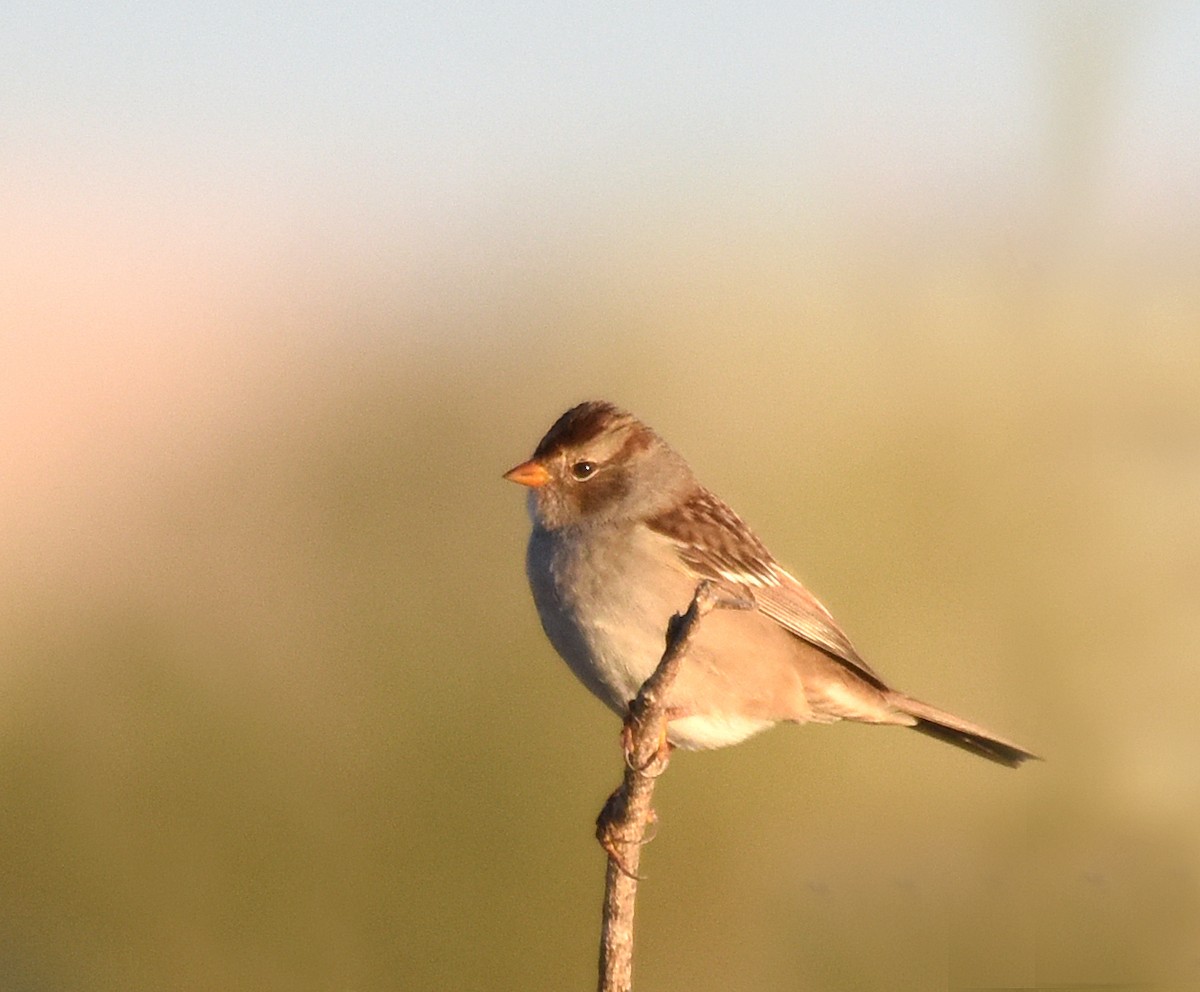 White-crowned Sparrow (Gambel's) - ML69921281