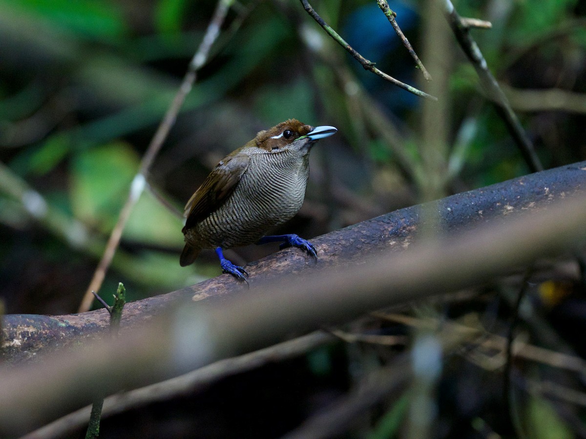 Sichelschwanz-Paradiesvogel - ML69921371