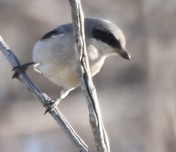 Loggerhead Shrike - ML69921381