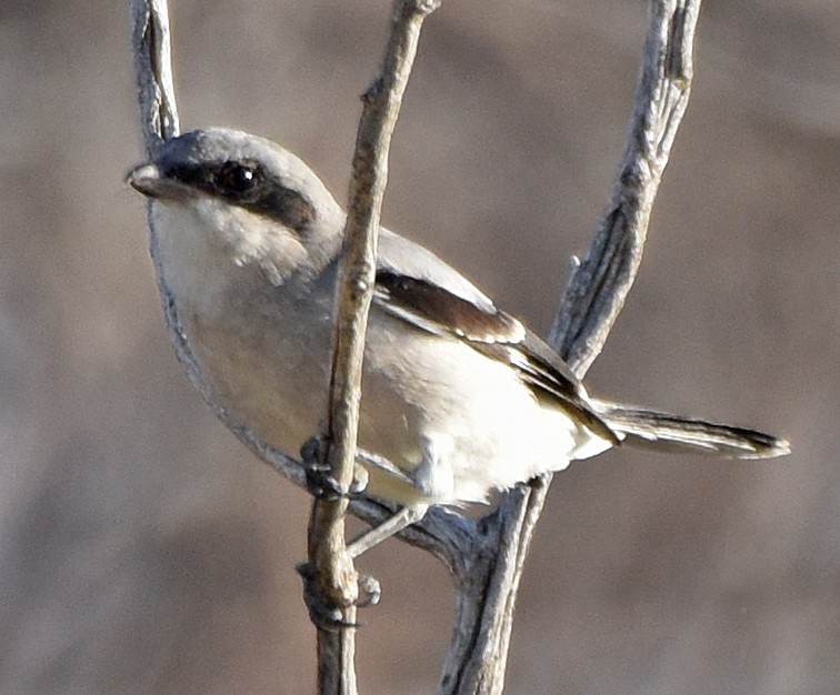 Loggerhead Shrike - ML69921391