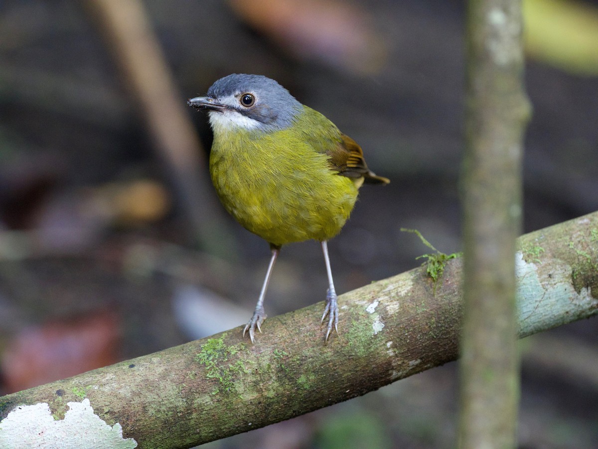 Green-backed Robin - Anonymous