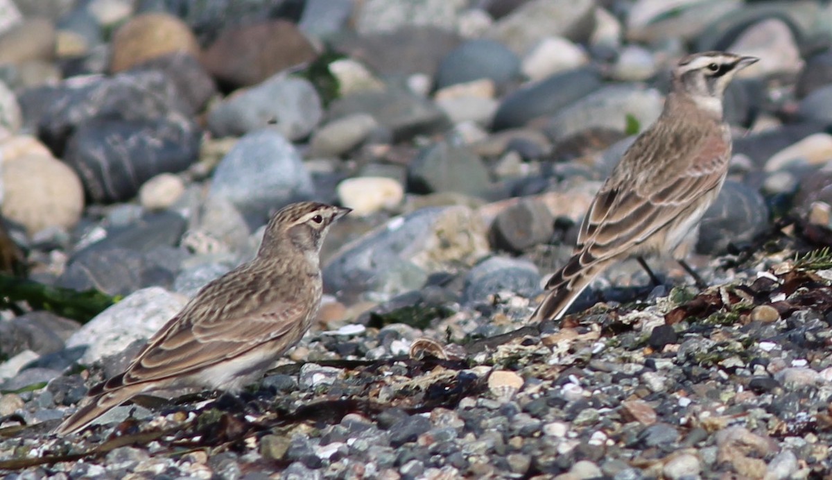 Horned Lark - Breck Tyler