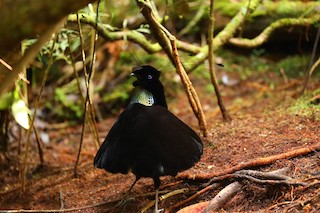 Western Parotia