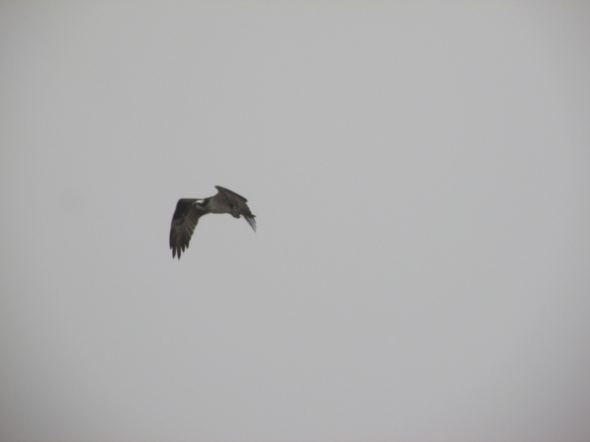 Osprey - Thierry Grandmont