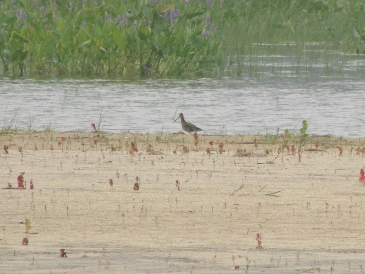 Wilson's Snipe - Thierry Grandmont