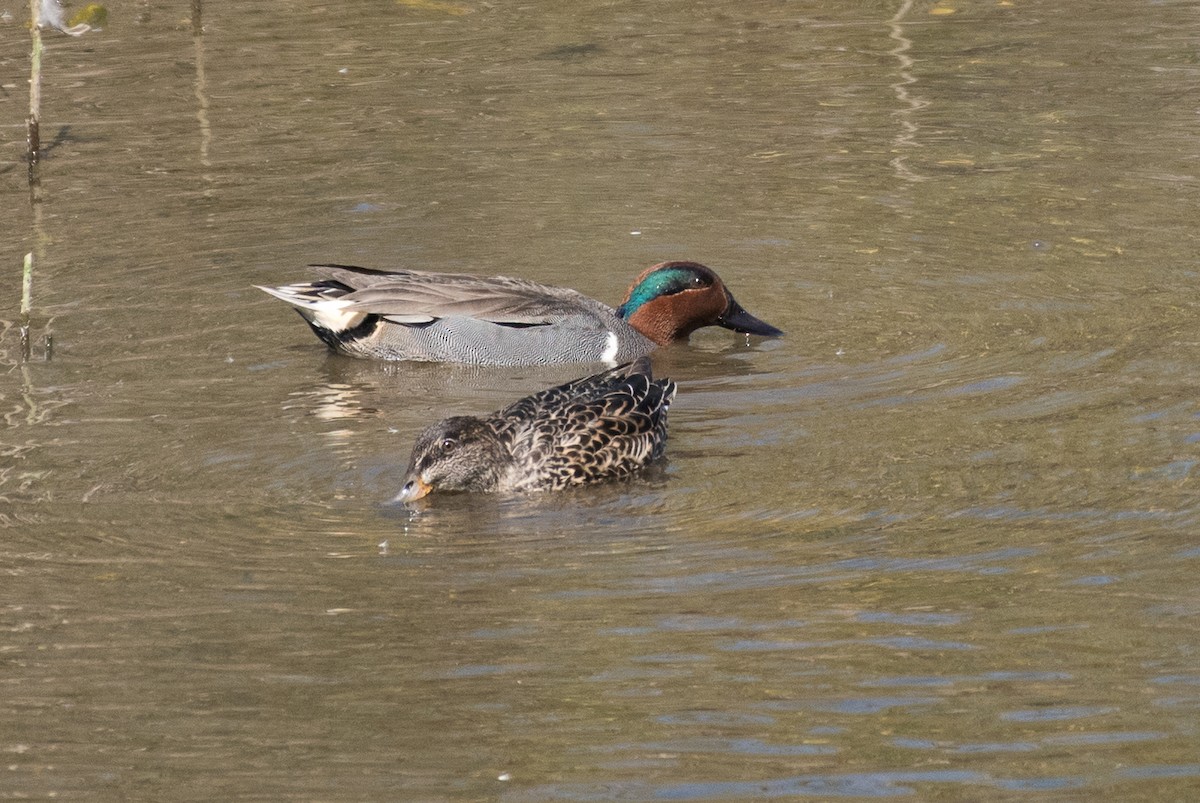 Green-winged Teal - ML69922461