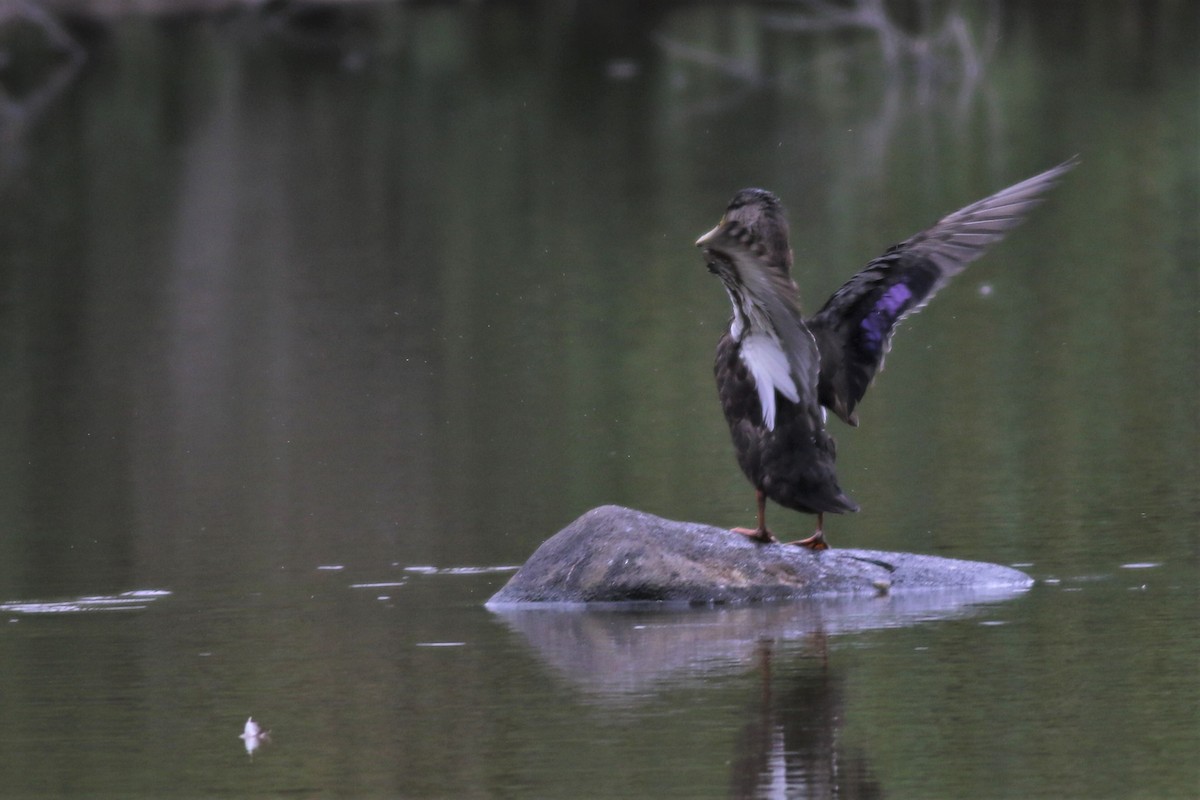 American Black Duck - Margaret Viens