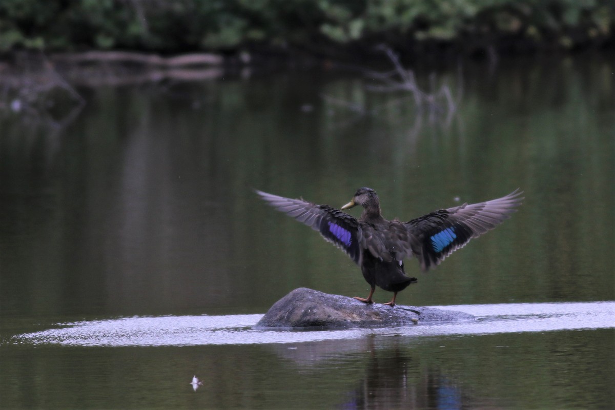 American Black Duck - Margaret Viens