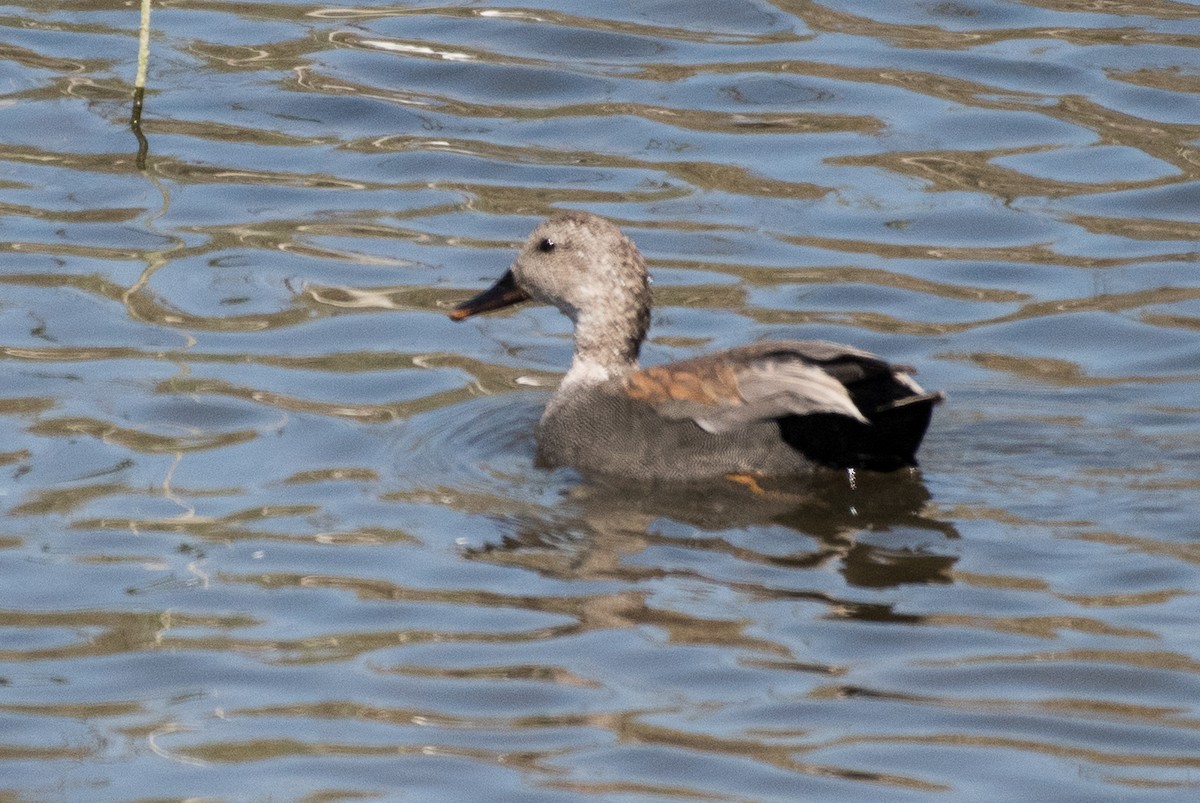 Canard chipeau - ML69922861