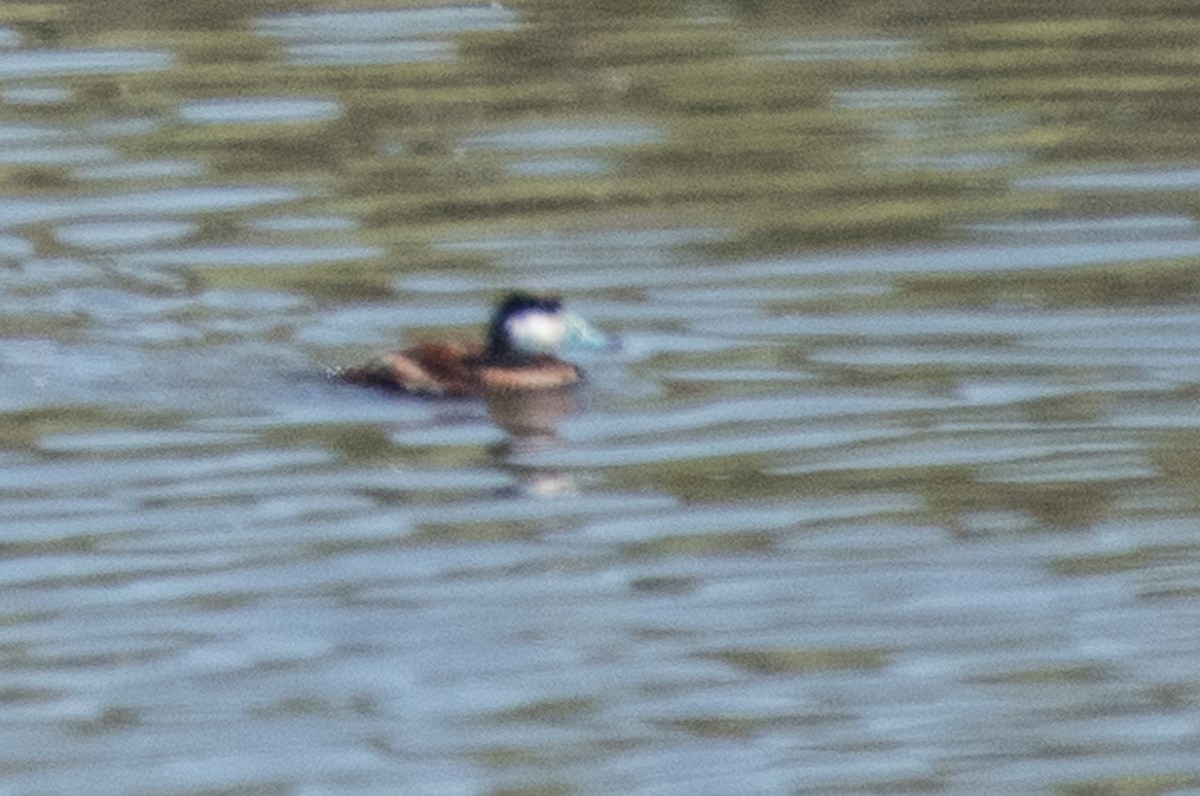 Ruddy Duck - ML69922891