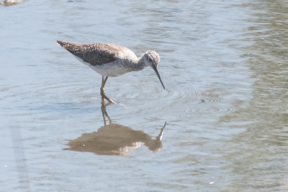 Greater Yellowlegs - ML69922961