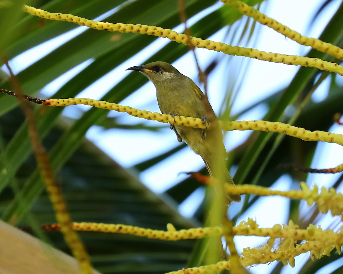 Olive Honeyeater - ML69923091