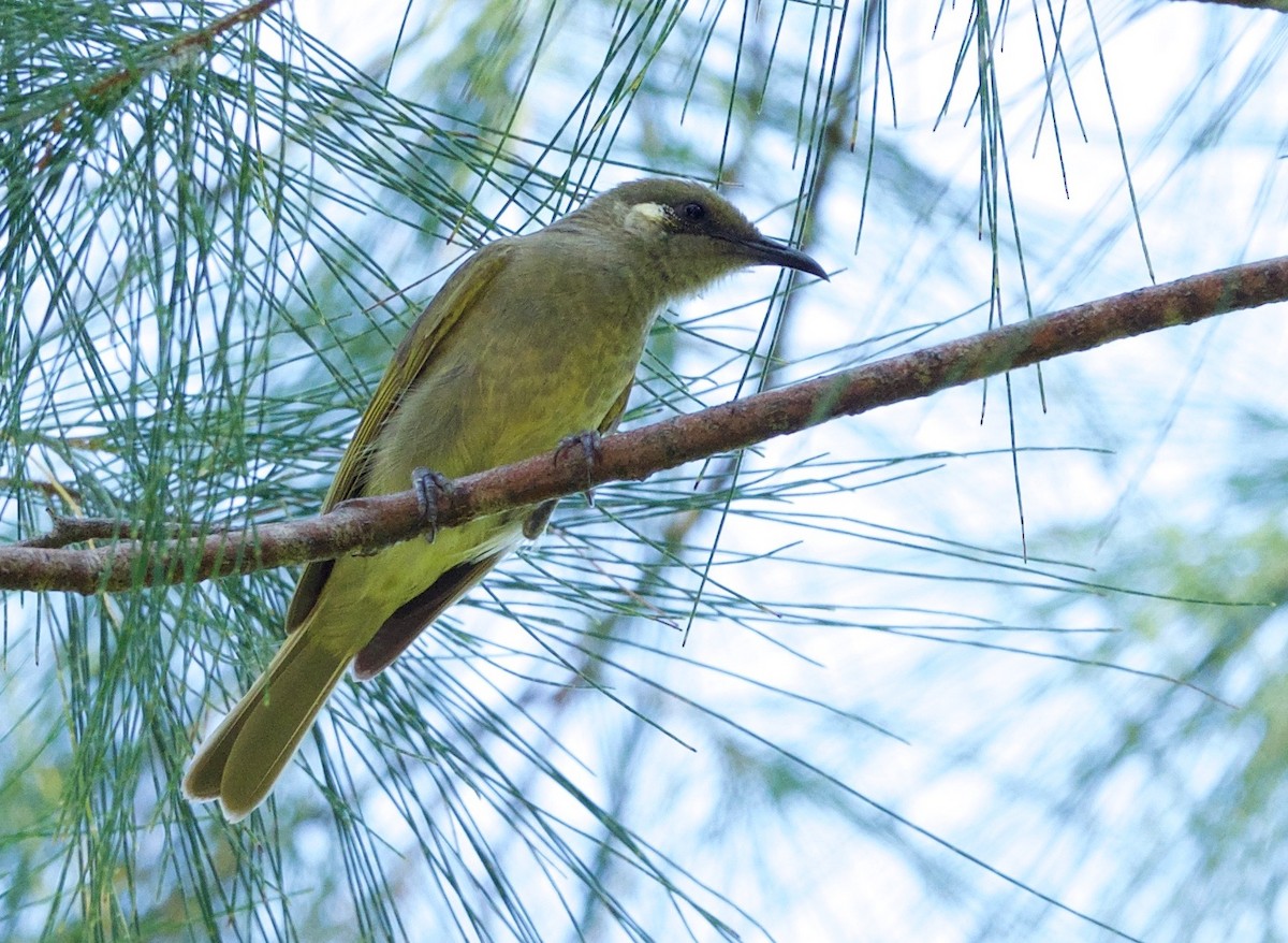 Olive Honeyeater - ML69923121