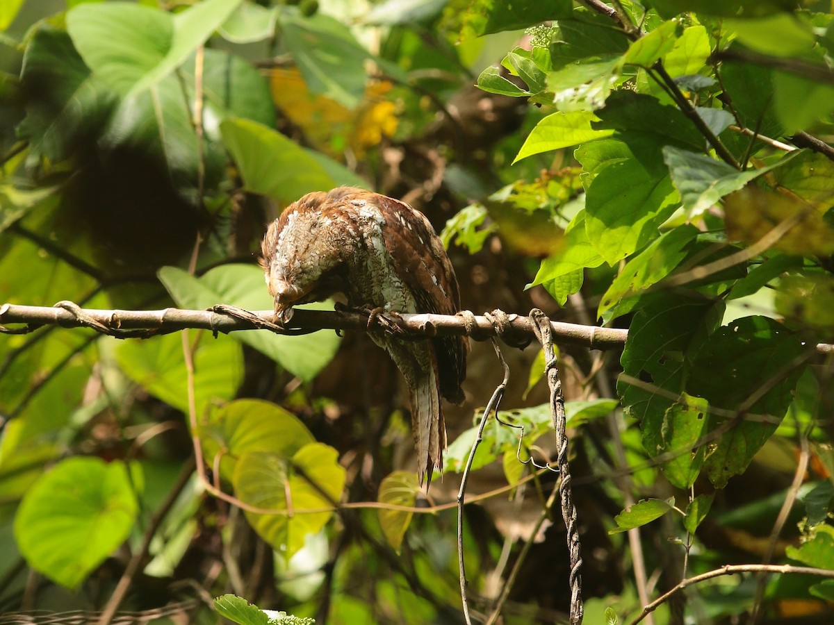 Marbled Frogmouth - ML69923211