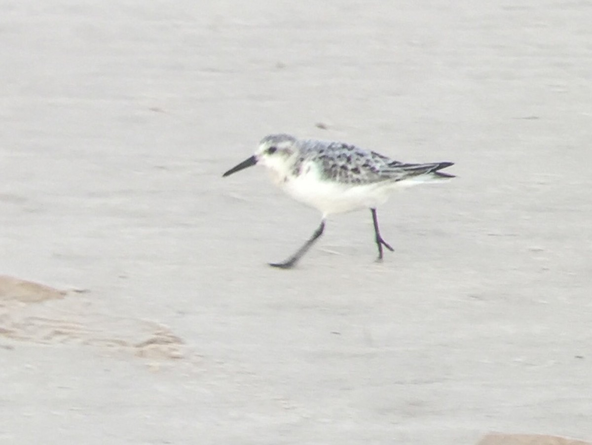 Sanderling - ML69923841