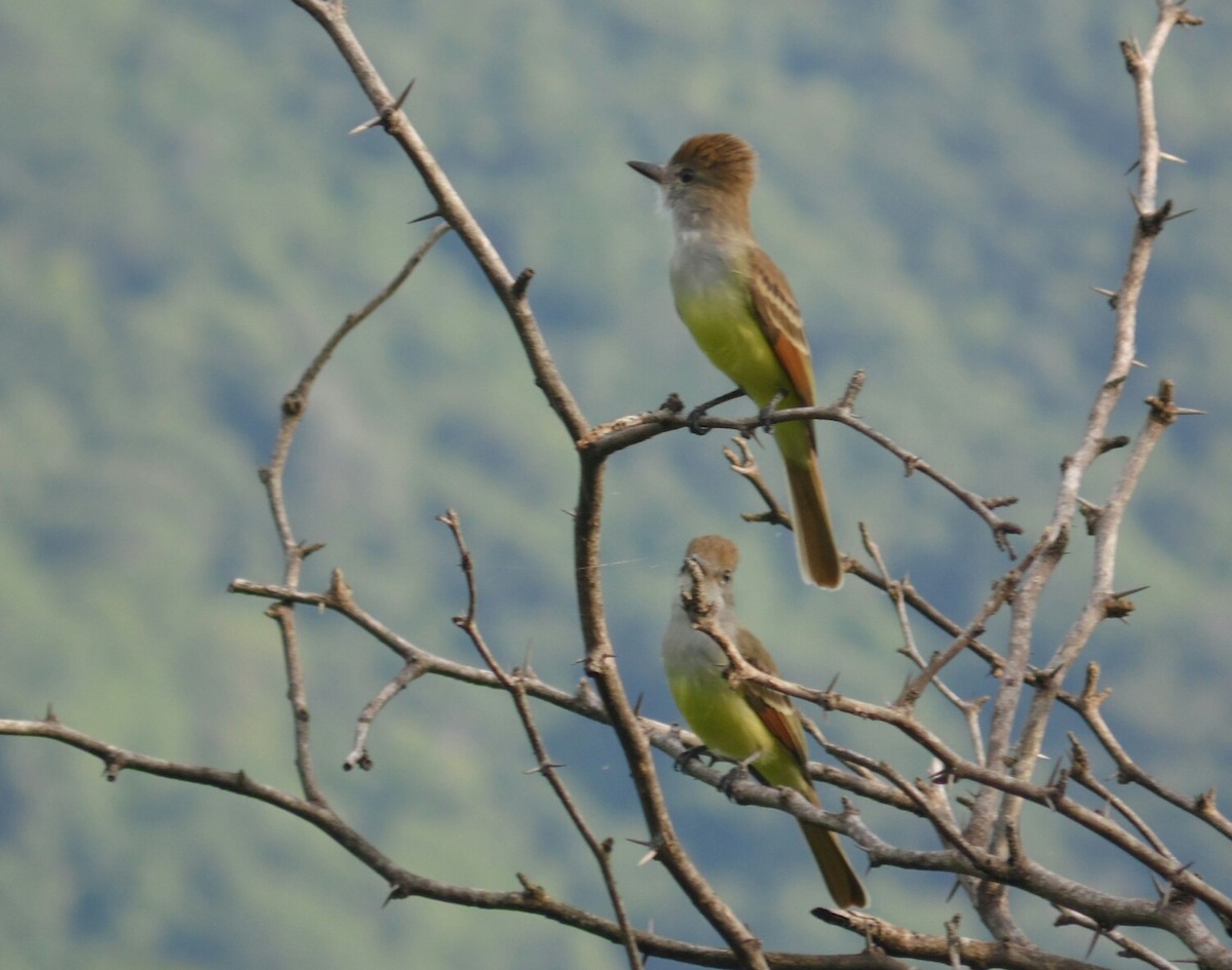 Brown-crested Flycatcher - ML69923881