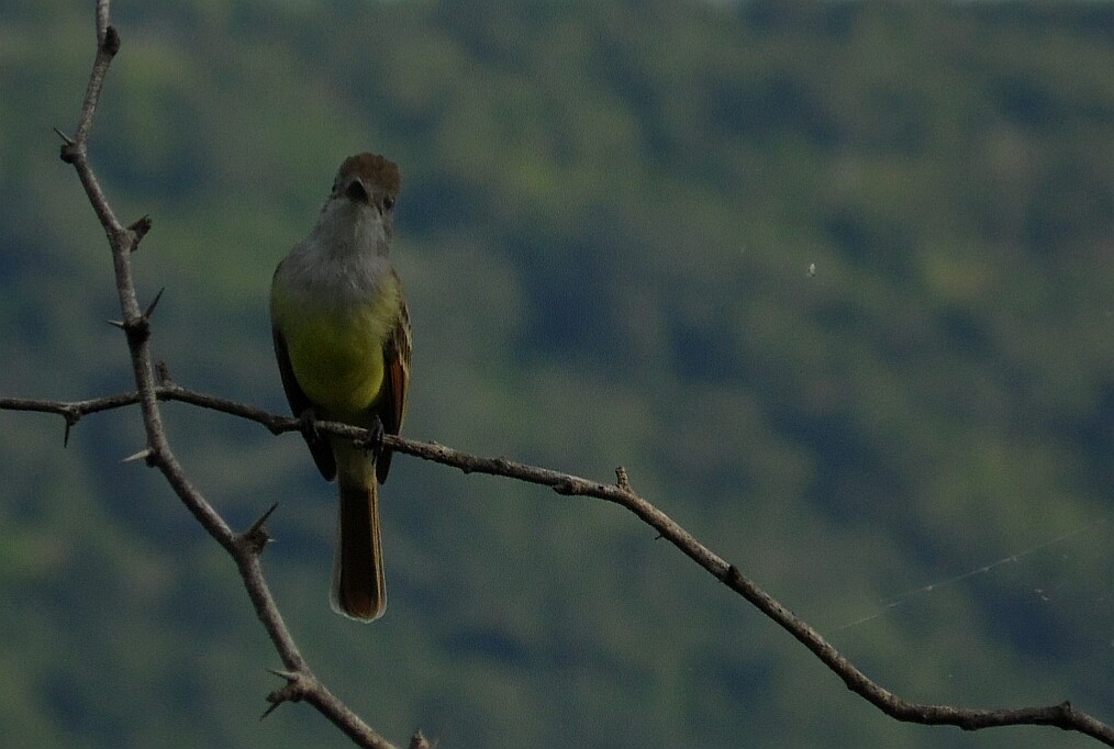 Brown-crested Flycatcher - ML69923911