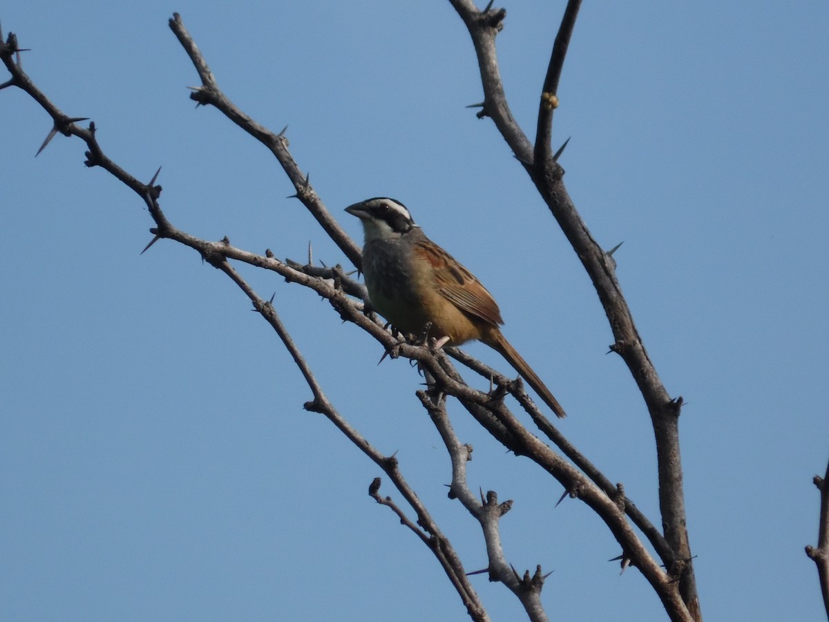 Stripe-headed Sparrow - ML69923951