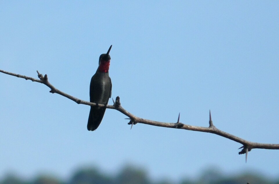 Plain-capped Starthroat - ML69924131