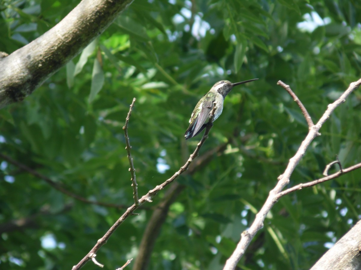 Plain-capped Starthroat - ML69924191