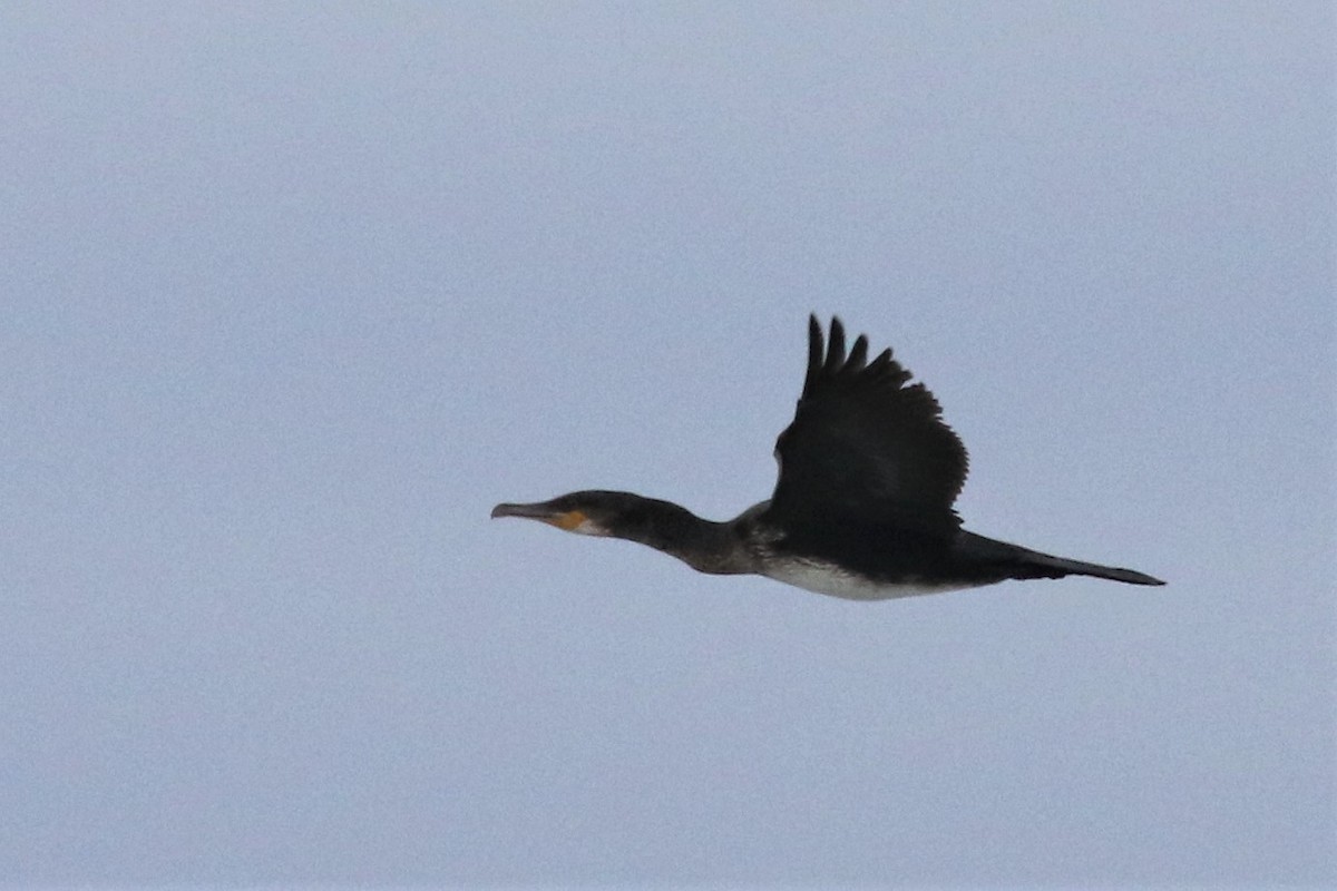 Great Cormorant - ML69924231