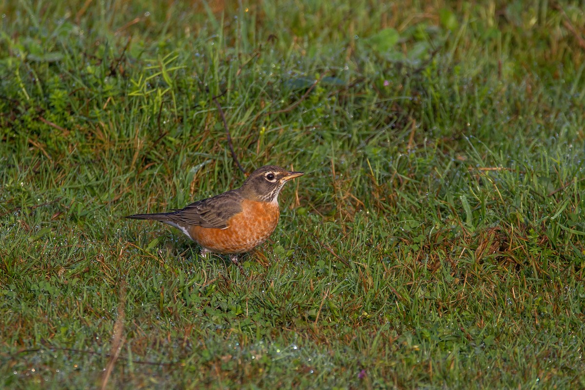 American Robin - ML69924501