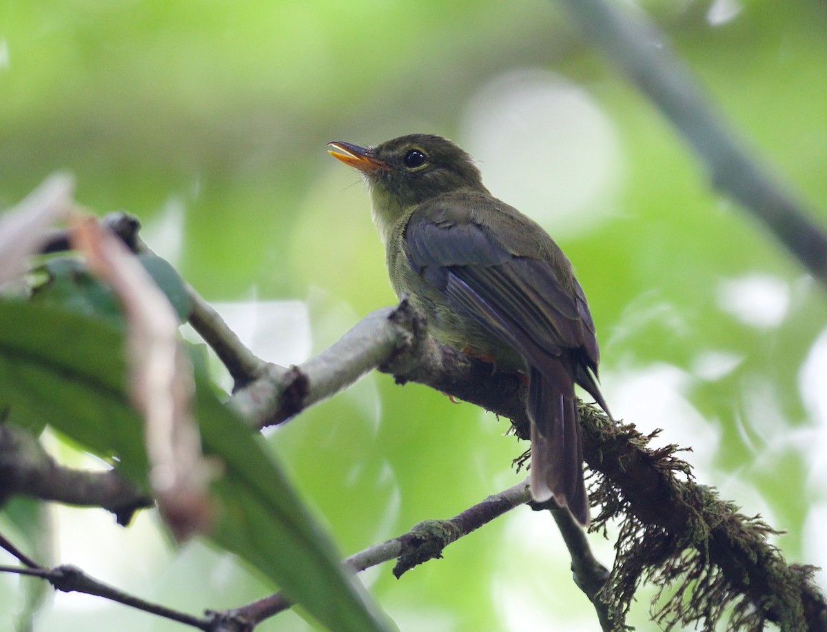 Olive Flyrobin - ML69924781